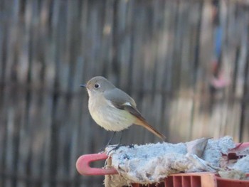 Daurian Redstart Meiji Jingu(Meiji Shrine) Sat, 1/2/2021