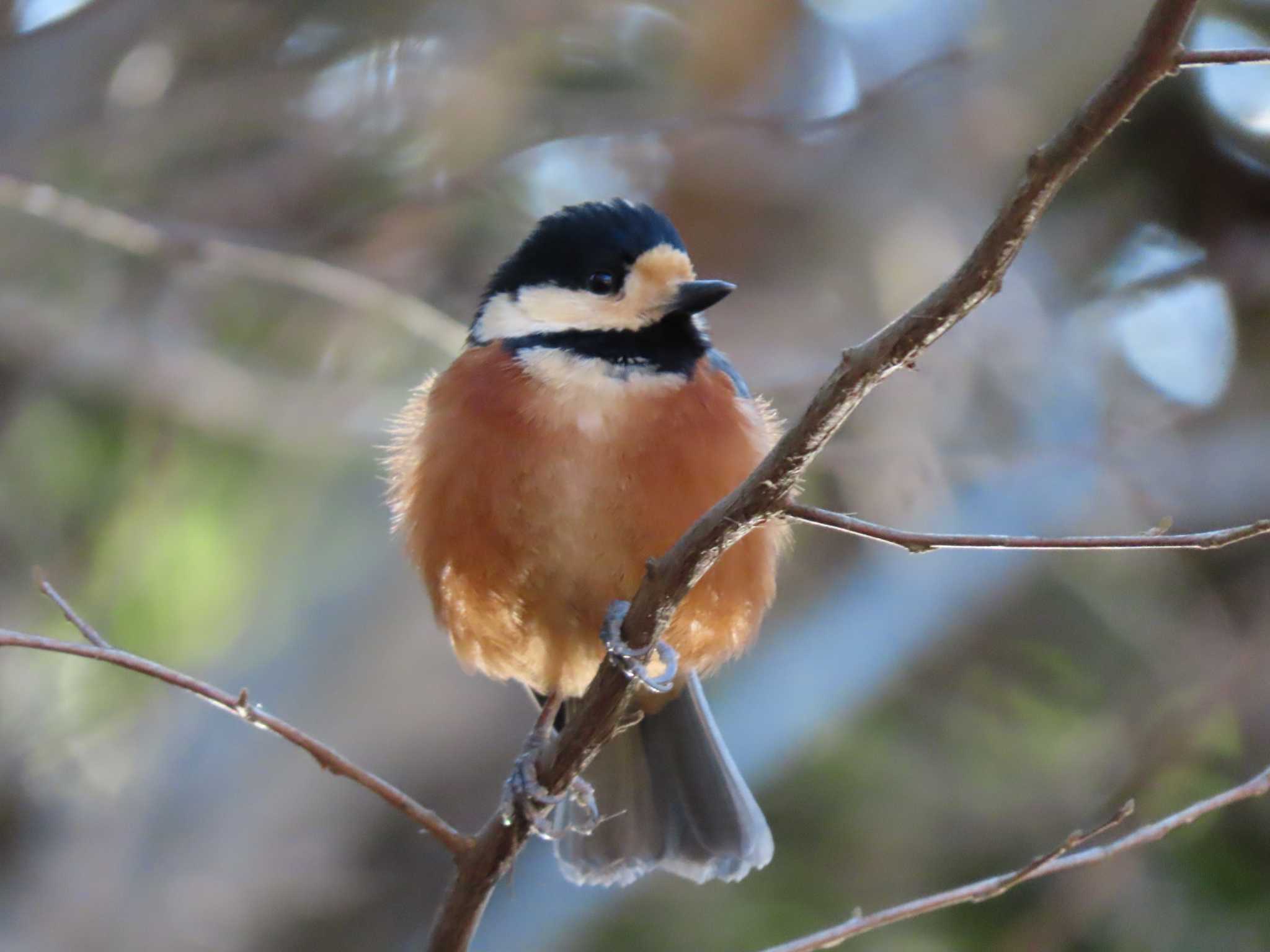 Photo of Varied Tit at Meiji Jingu(Meiji Shrine) by のぐち