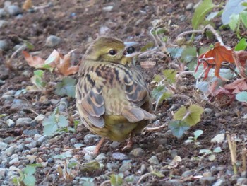 Masked Bunting Meiji Jingu(Meiji Shrine) Sat, 1/2/2021