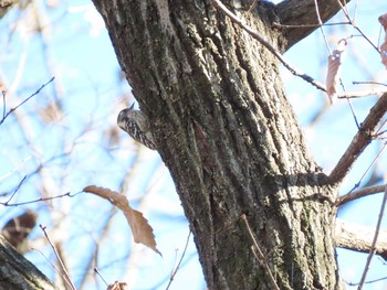 Japanese Pygmy Woodpecker Meiji Jingu(Meiji Shrine) Sat, 1/2/2021