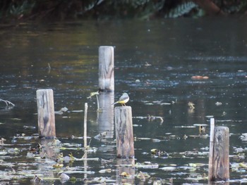 Grey Wagtail Meiji Jingu(Meiji Shrine) Sat, 1/2/2021