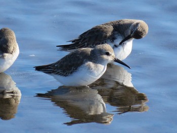 Dunlin 多々良沼 Fri, 11/25/2016