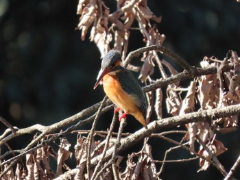 カワセミ 明治神宮 2021年1月2日(土)