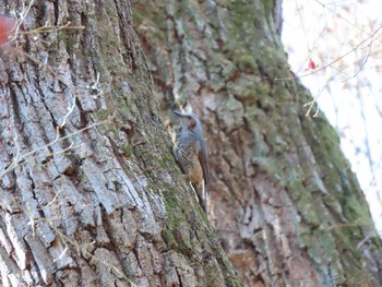 2021年1月2日(土) 明治神宮の野鳥観察記録