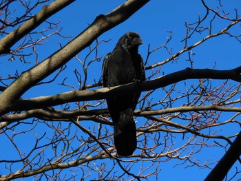 2021年1月2日(土) 代々木公園の野鳥観察記録