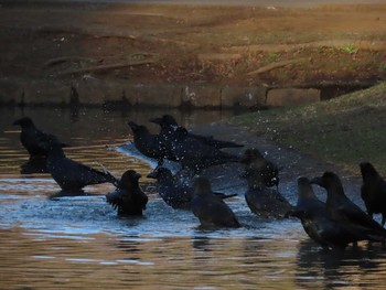 ハシブトガラス 代々木公園 2021年1月2日(土)