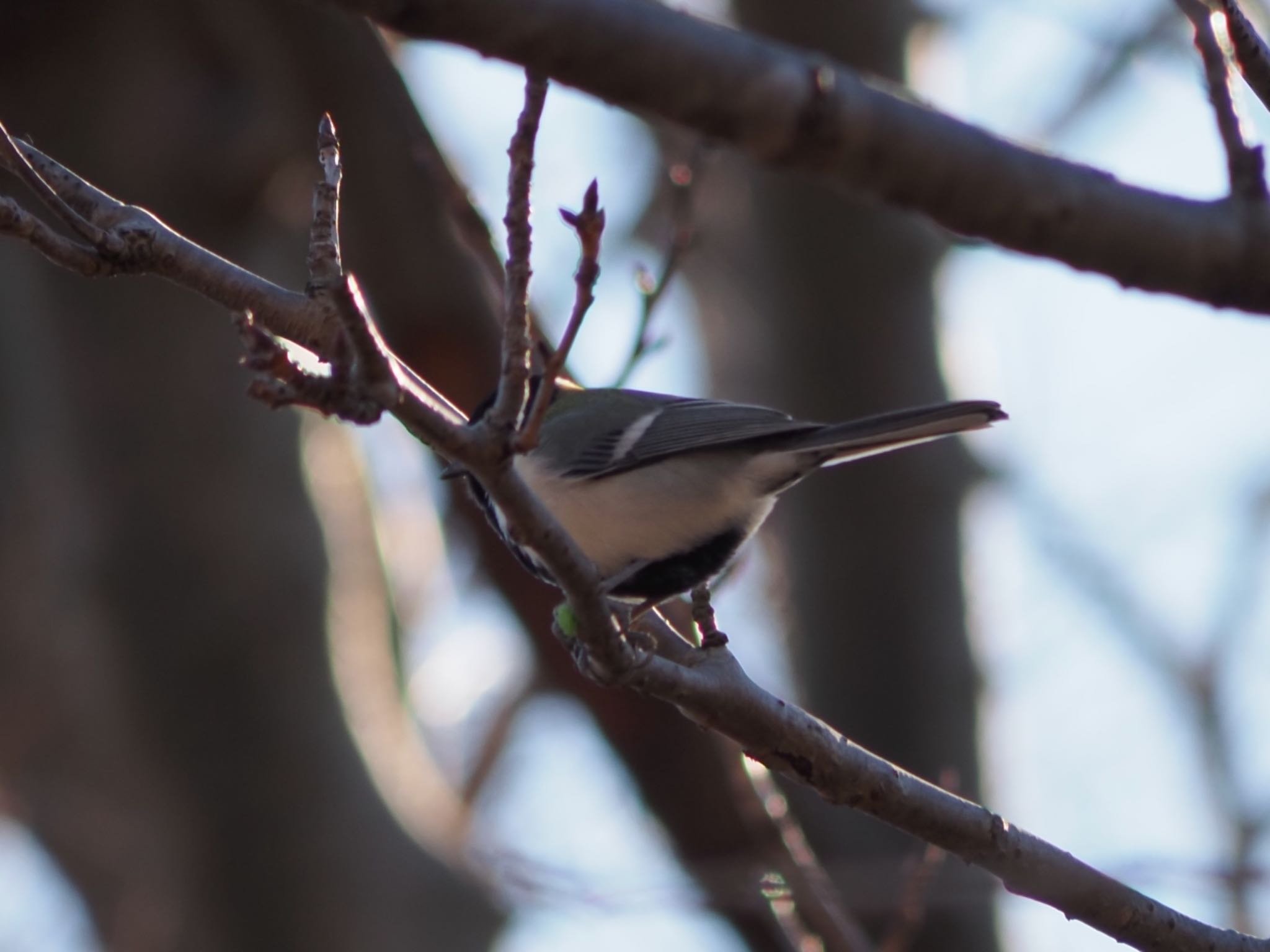 Japanese Tit