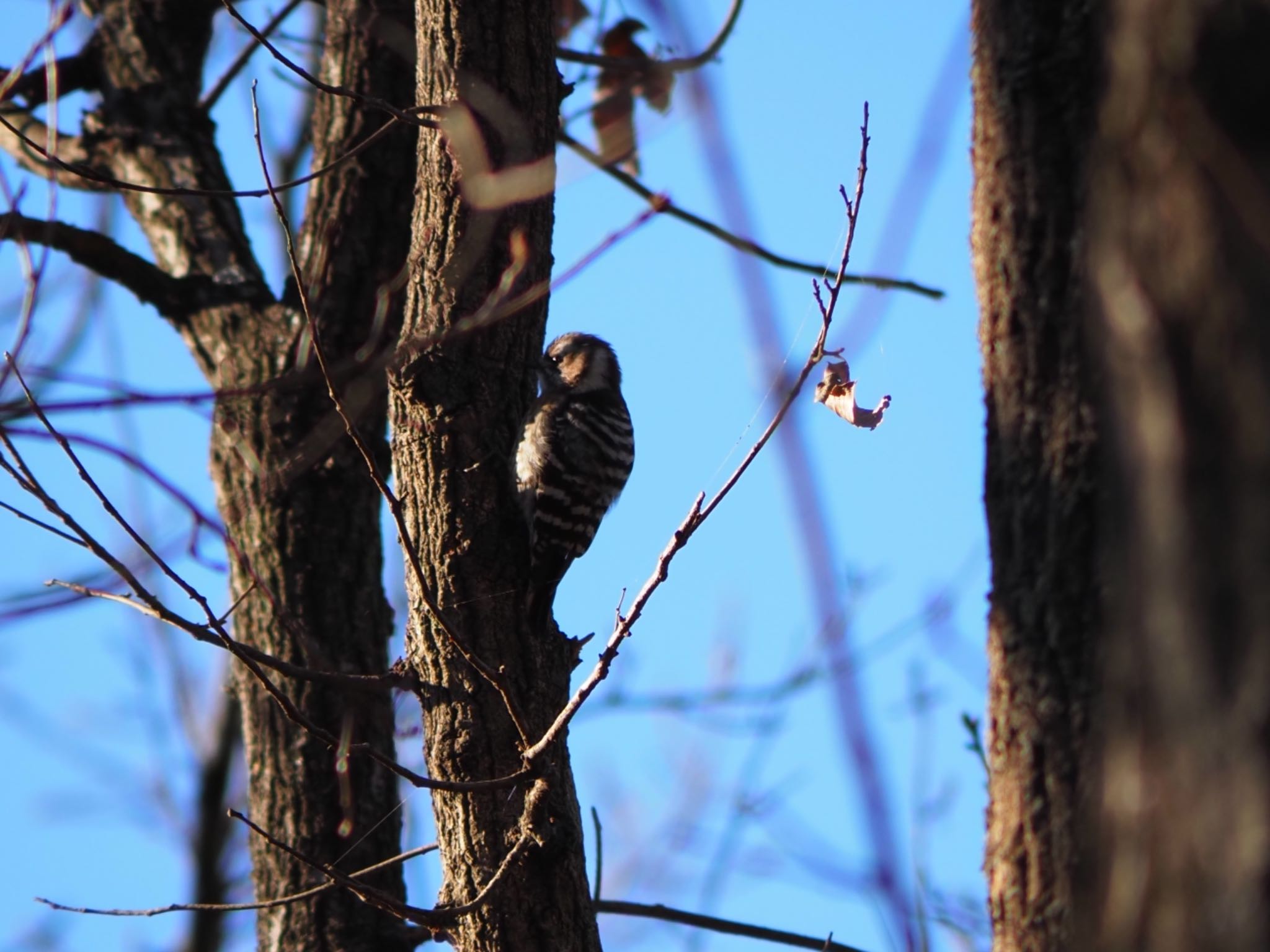 Japanese Pygmy Woodpecker