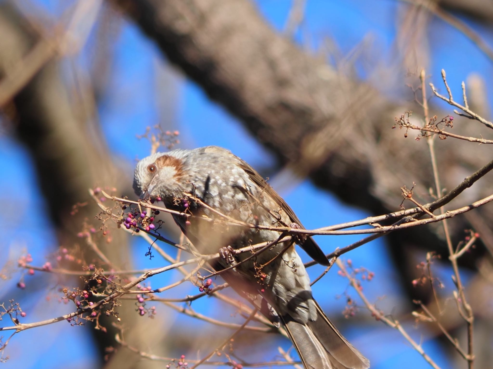 Brown-eared Bulbul