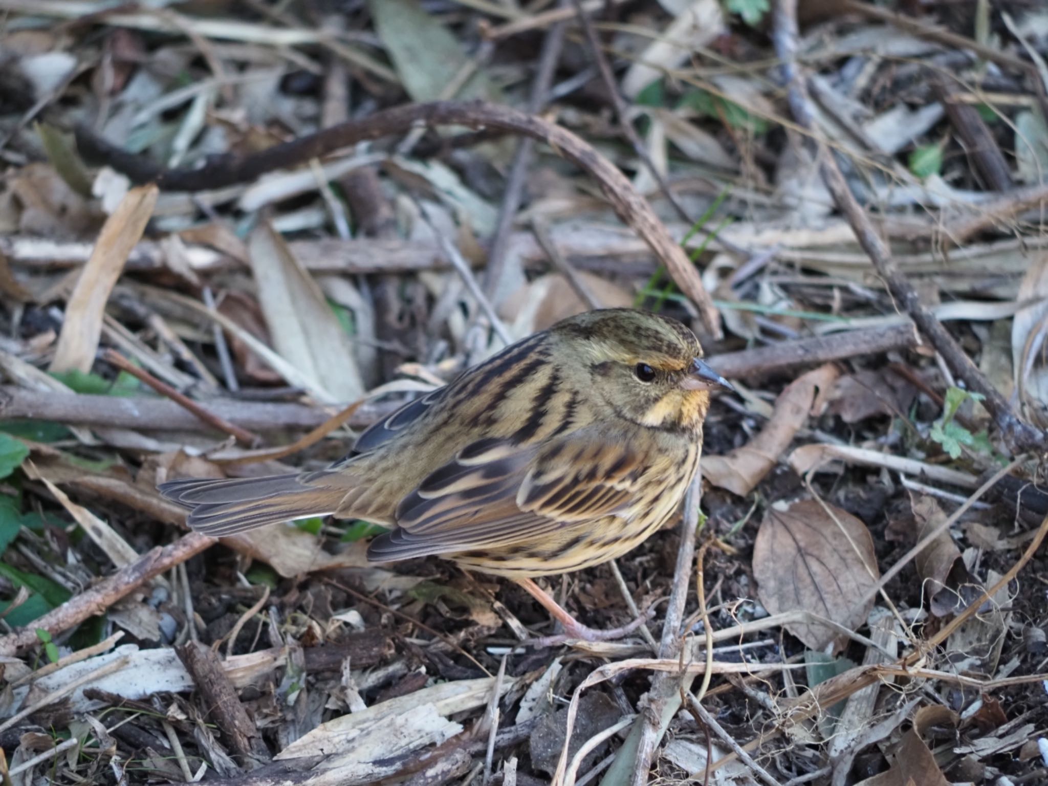 Masked Bunting