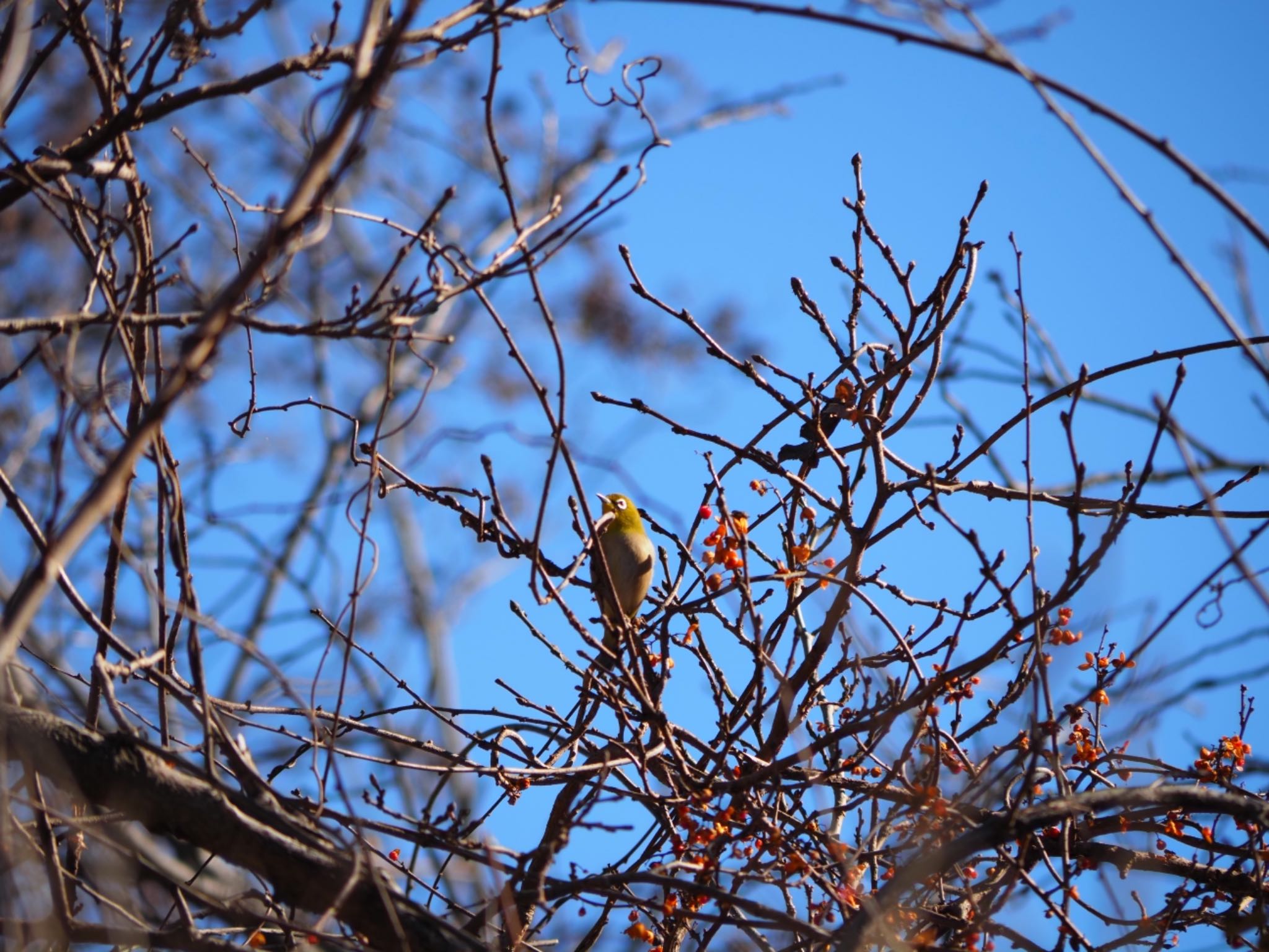 Warbling White-eye