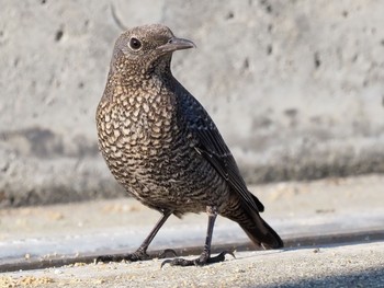 イソヒヨドリ 西宮市鳴尾浜 2021年1月2日(土)