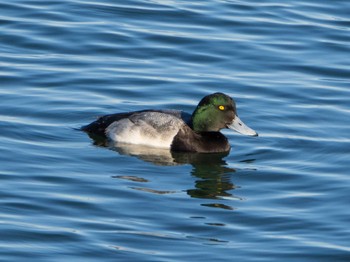 Greater Scaup 日の出三番瀬沿い緑道 Fri, 1/1/2021