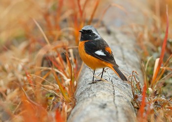 ジョウビタキ 愛知県 2021年1月2日(土)