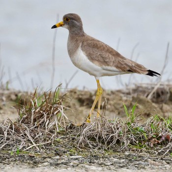 Sat, 1/2/2021 Birding report at Ishigaki Island