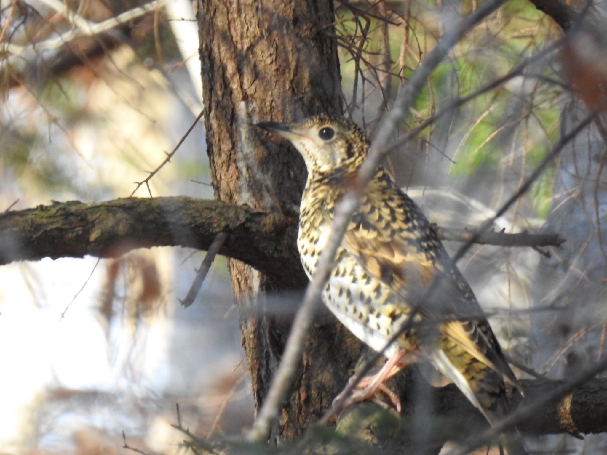 Photo of White's Thrush at 井頭公園 by da