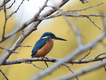 カワセミ 泉の森公園 2020年12月30日(水)