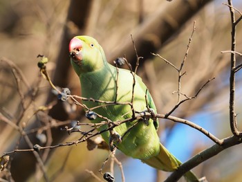 ワカケホンセイインコ 泉の森公園 2020年12月30日(水)