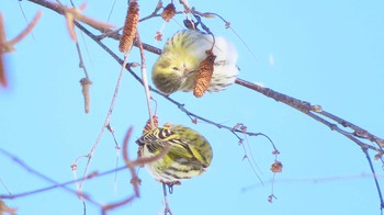 Eurasian Siskin Makomanai Park Sat, 1/2/2021