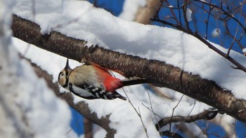 Great Spotted Woodpecker Makomanai Park Sat, 1/2/2021