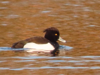 Tufted Duck 岡山旭川 Sun, 1/3/2021