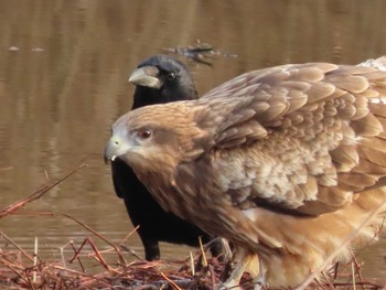 Black Kite 岡山百間川 Sun, 1/3/2021