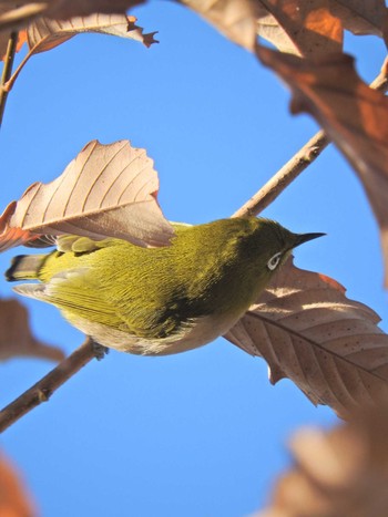 Warbling White-eye 宇治公園 Fri, 1/1/2021