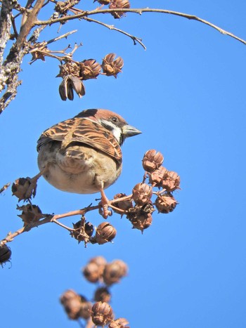 Eurasian Tree Sparrow 上新井公園 Fri, 1/1/2021