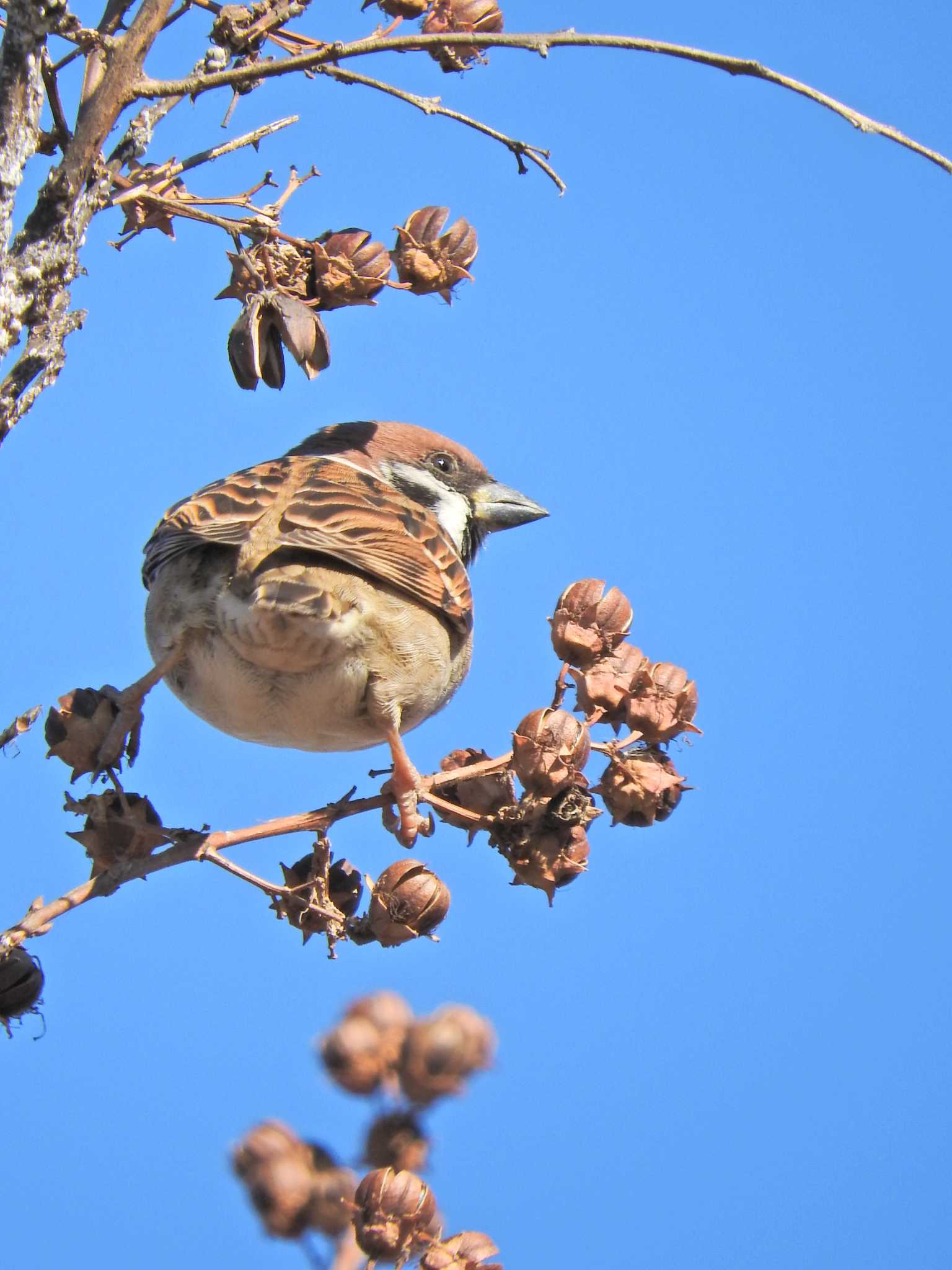 Photo of Eurasian Tree Sparrow at 上新井公園 by chiba