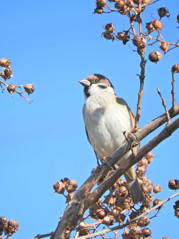 Eurasian Tree Sparrow 上新井公園 Fri, 1/1/2021