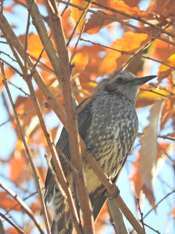 Brown-eared Bulbul 宇治公園 Fri, 1/1/2021