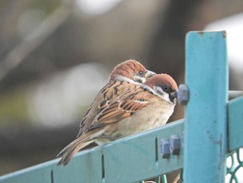 Eurasian Tree Sparrow 砂川堀北野調整池 Mon, 12/28/2020