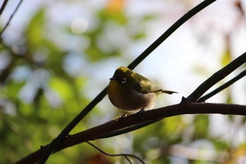 2021年1月3日(日) 石神井公園の野鳥観察記録