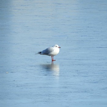 Black-headed Gull 市川市 Sun, 1/3/2021