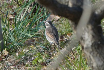 Dusky Thrush 赤羽自然観察公園 Sun, 1/3/2021