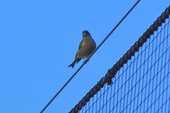 Grey-capped Greenfinch 赤羽自然観察公園 Sun, 1/3/2021