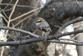 Bull-headed Shrike 赤羽自然観察公園 Sun, 1/3/2021