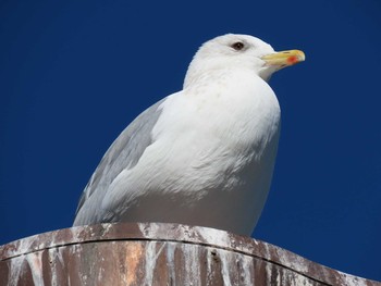 2020年12月31日(木) 高浜運河周辺（東京都港区）の野鳥観察記録