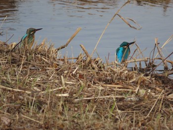 Common Kingfisher 岡山百間川 Sun, 1/3/2021