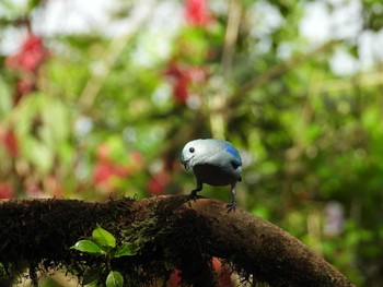 Blue-grey Tanager コスタリカ Tue, 1/14/2020