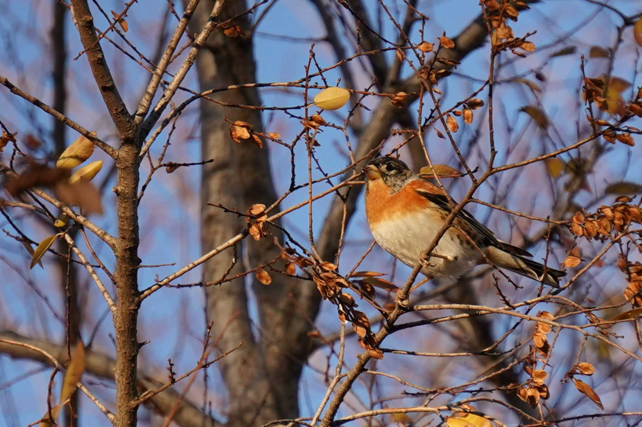 Photo of Brambling at 武庫川 by nearco