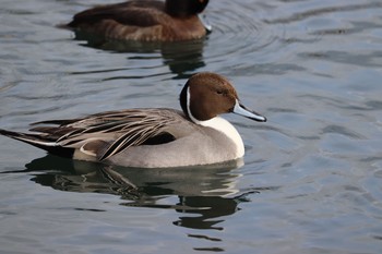 オナガガモ 中郷温水池(三島市) 2021年1月3日(日)