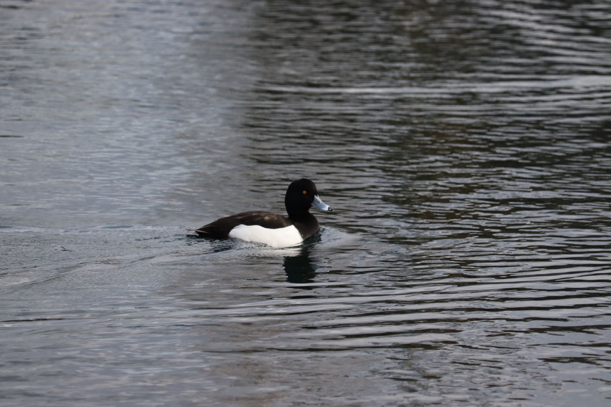 Photo of Tufted Duck at 中郷温水池(三島市) by monsuke