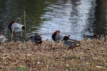 Eurasian Teal 中郷温水池(三島市) Sun, 1/3/2021