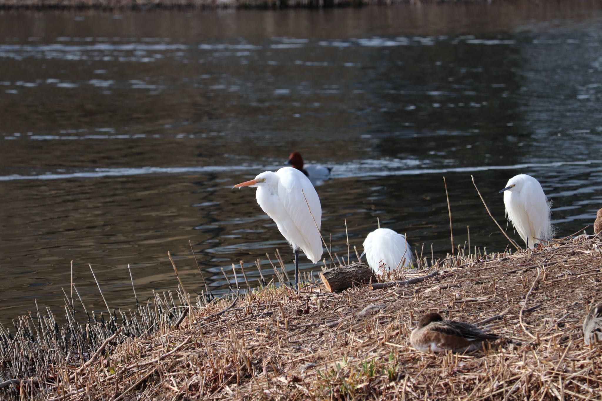 Photo of Great Egret at 中郷温水池(三島市) by monsuke