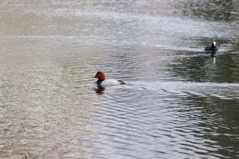 Common Pochard 中郷温水池(三島市) Sun, 1/3/2021