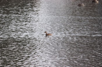 Little Grebe 中郷温水池(三島市) Sun, 1/3/2021