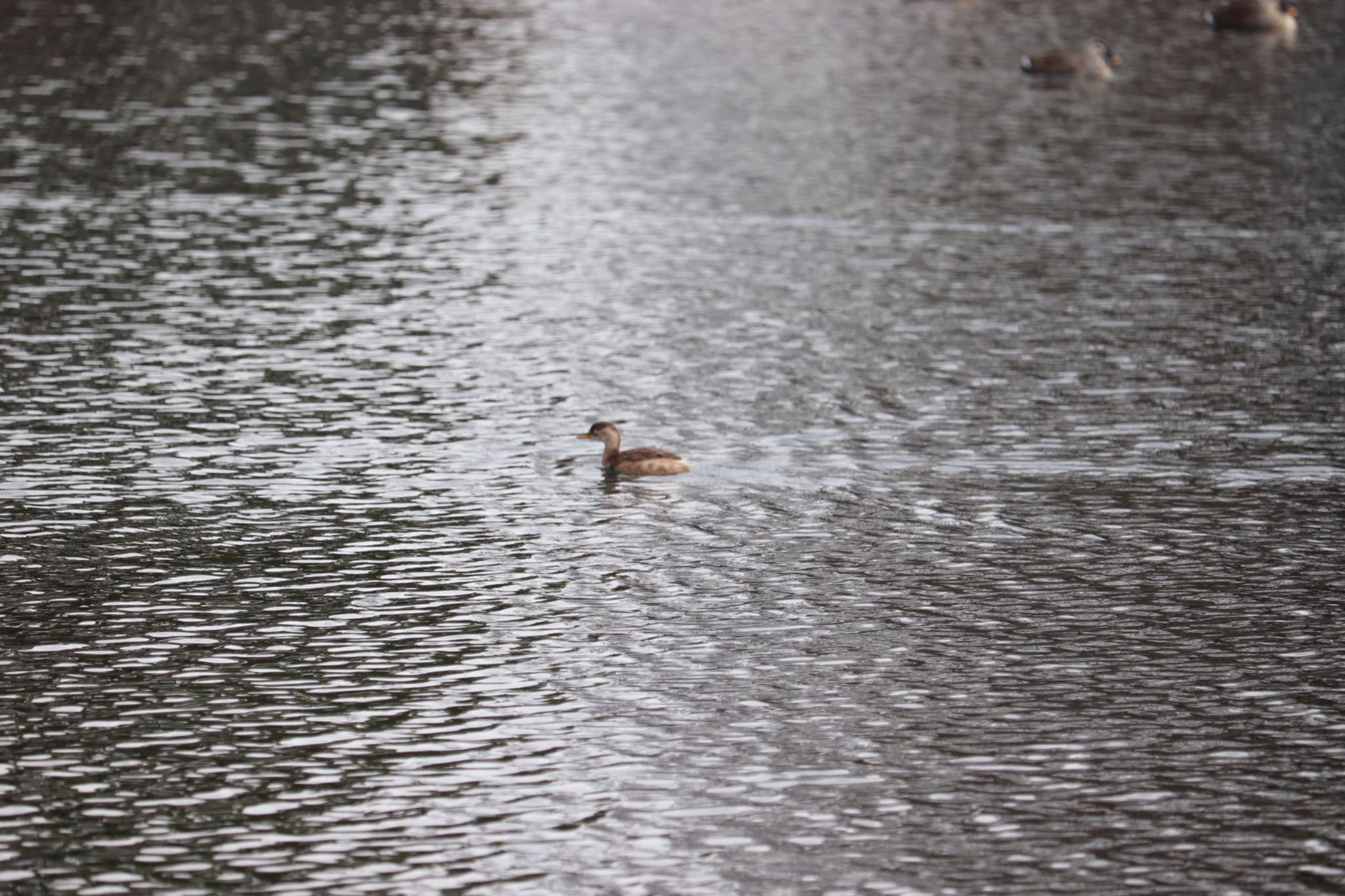 Photo of Little Grebe at 中郷温水池(三島市) by monsuke