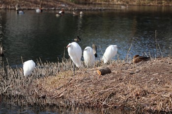 Little Egret 中郷温水池(三島市) Sun, 1/3/2021