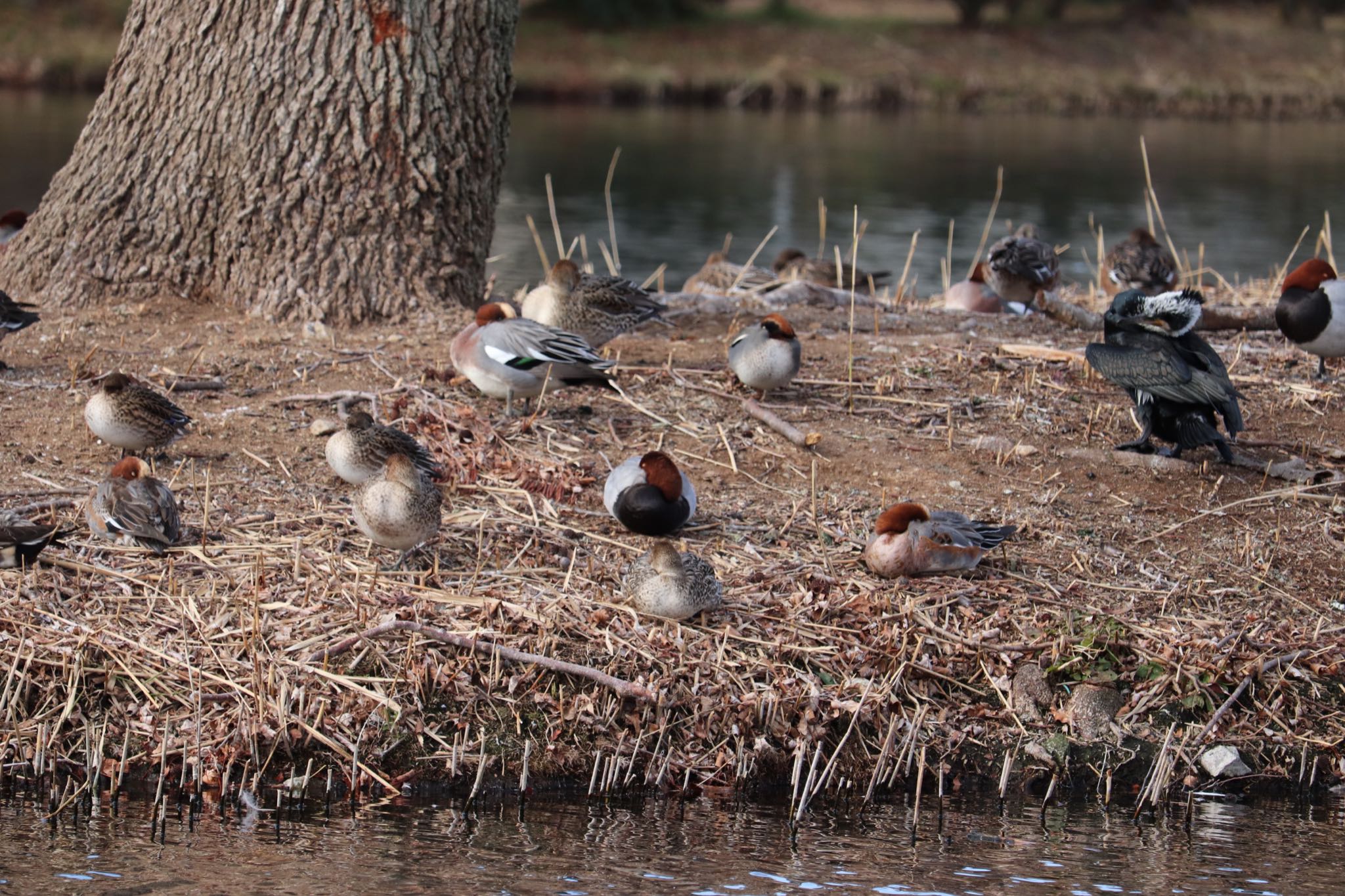 Photo of Eurasian Wigeon at 中郷温水池(三島市) by monsuke